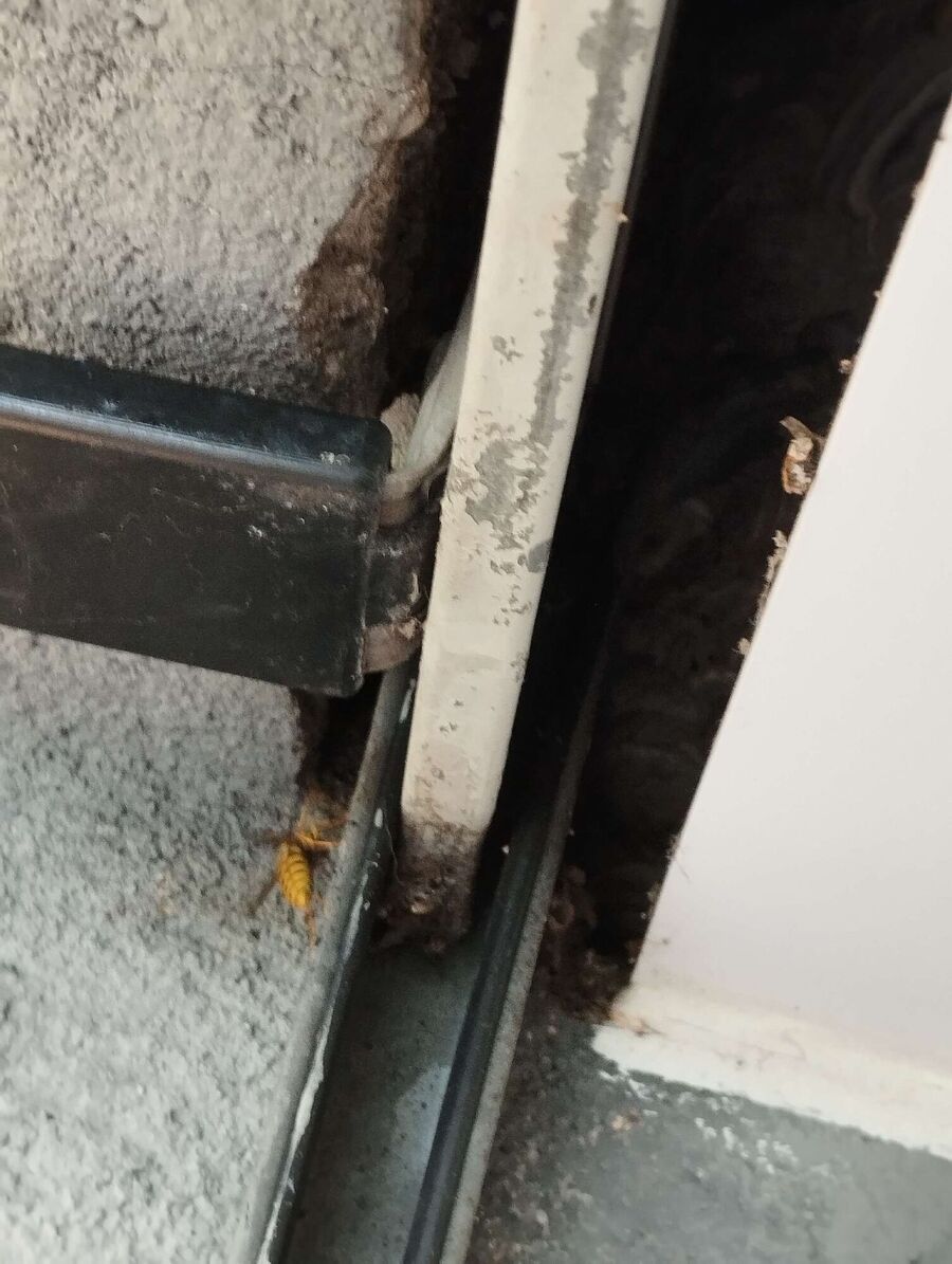 essaim d abeille enlevement