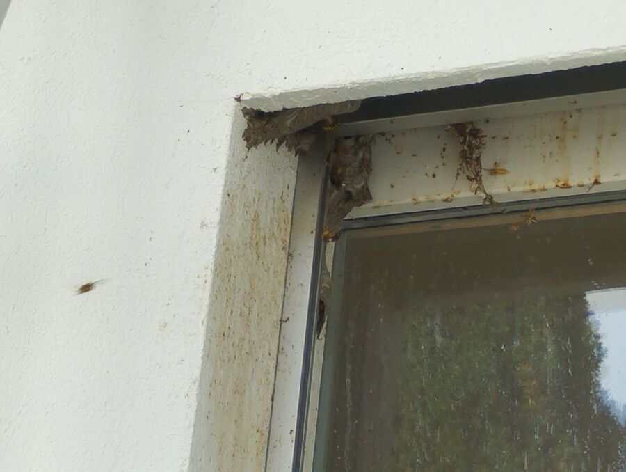 enlever un nid d abeille