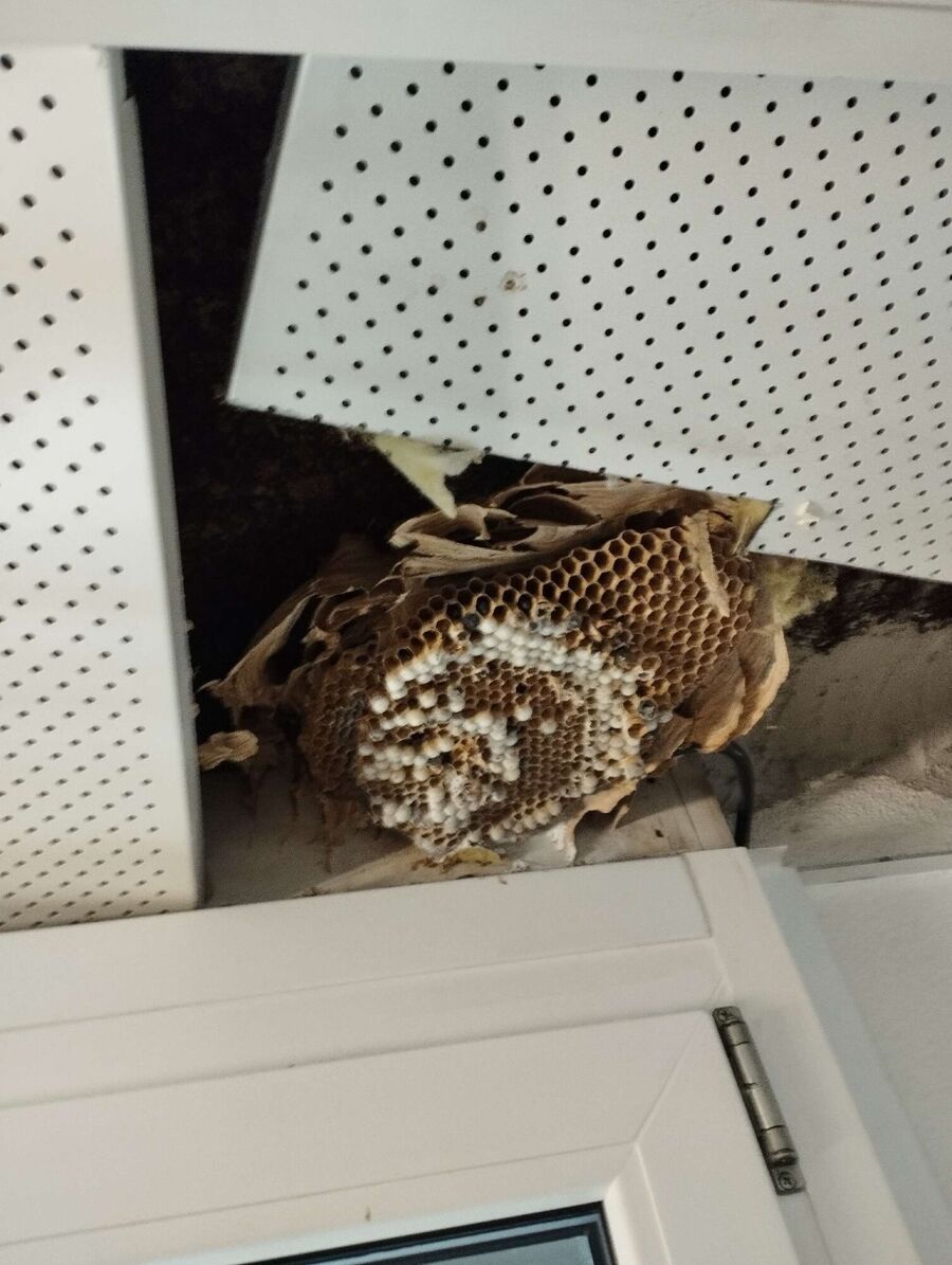 essaim d abeille enlevement