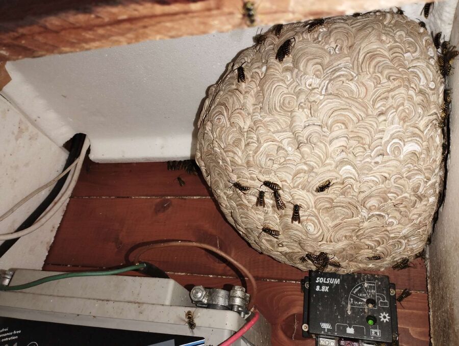 enlever un nid d abeille