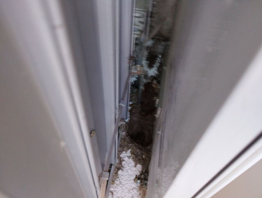 ruche abeille maison que faire