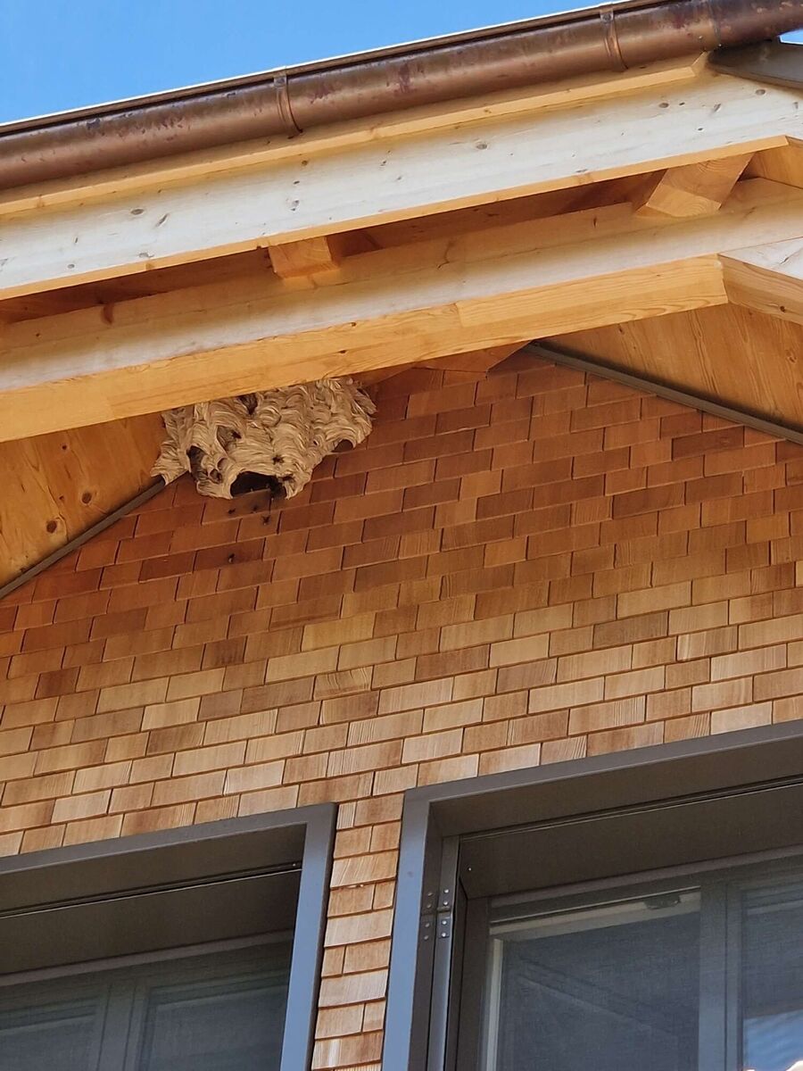 ruche abeille maison que faire