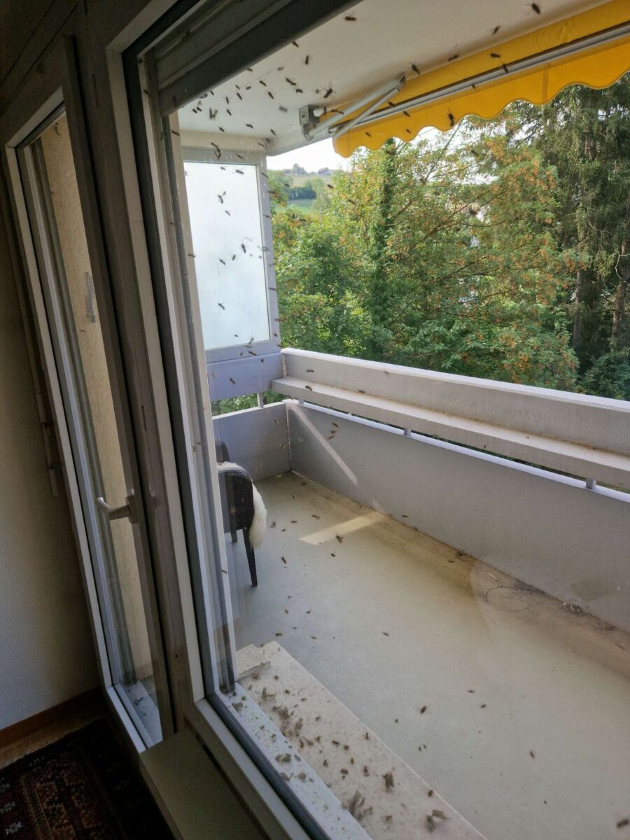 essaim d abeille enlevement