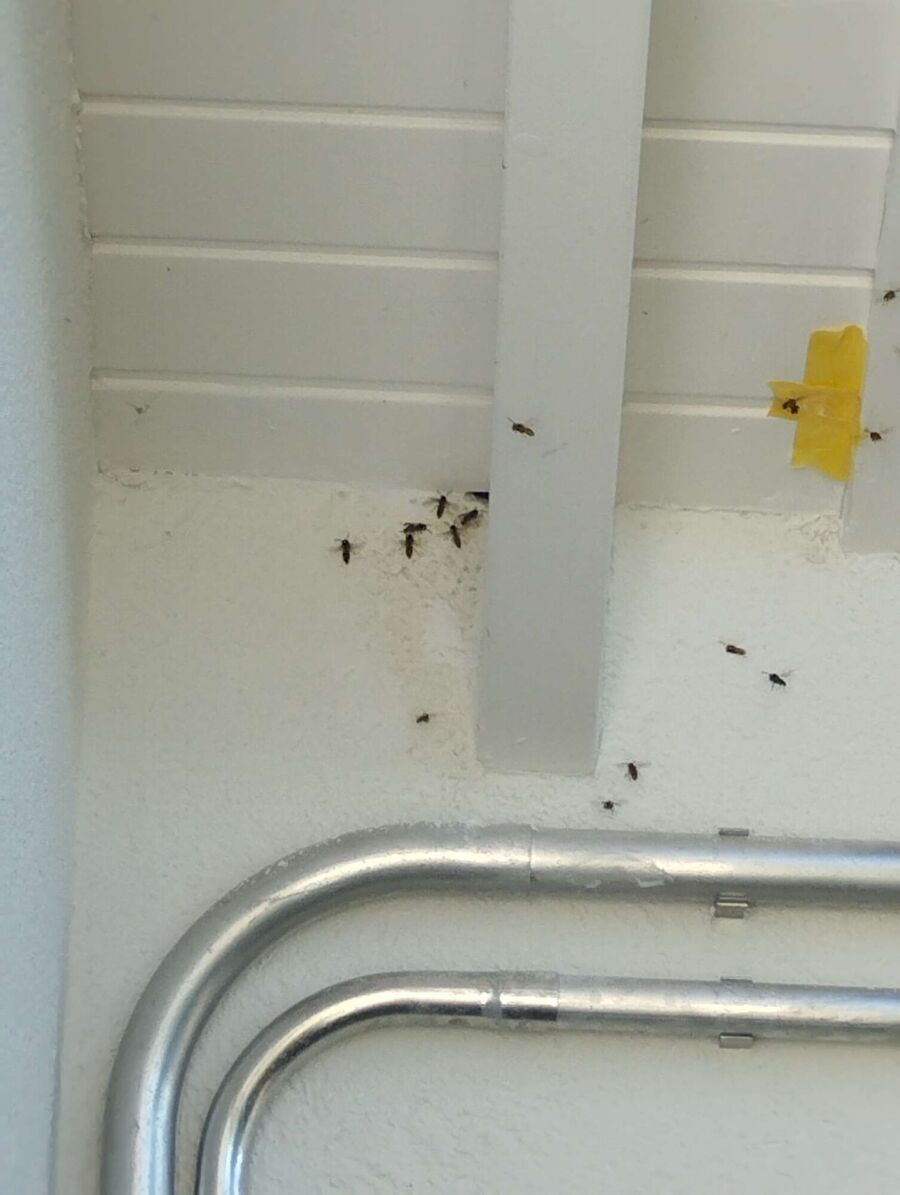 enlever un nid d abeille