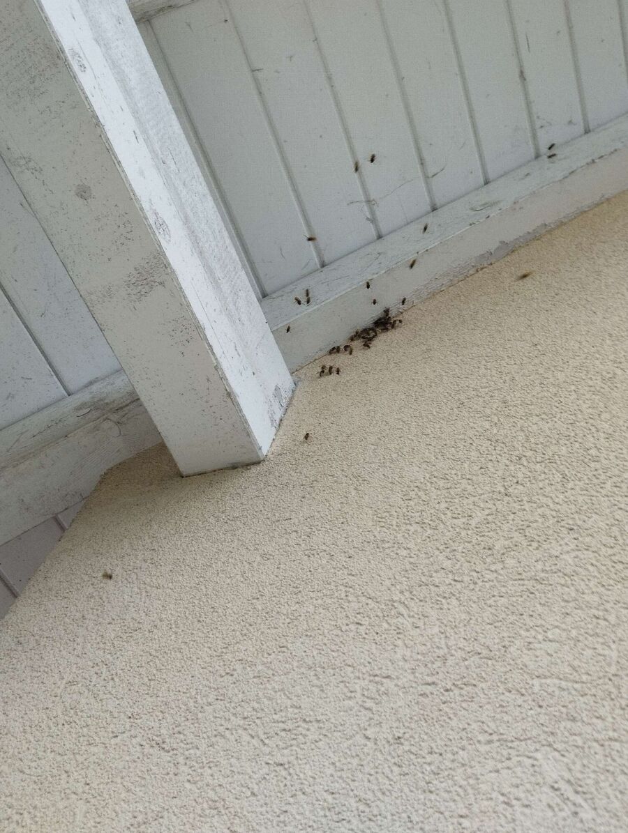 nid d abeille que faire