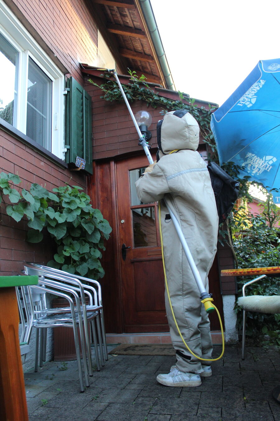 enlevement de nid d abeille