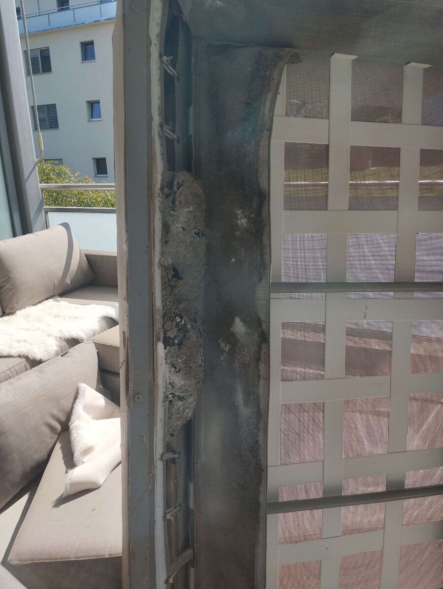 ruche abeille maison que faire