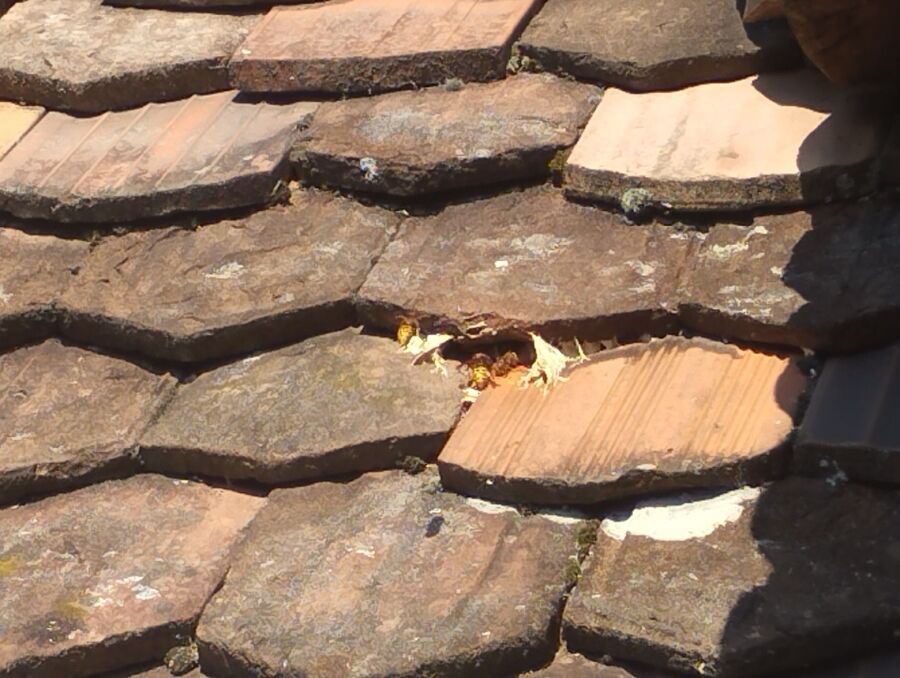 enlever un nid d abeille