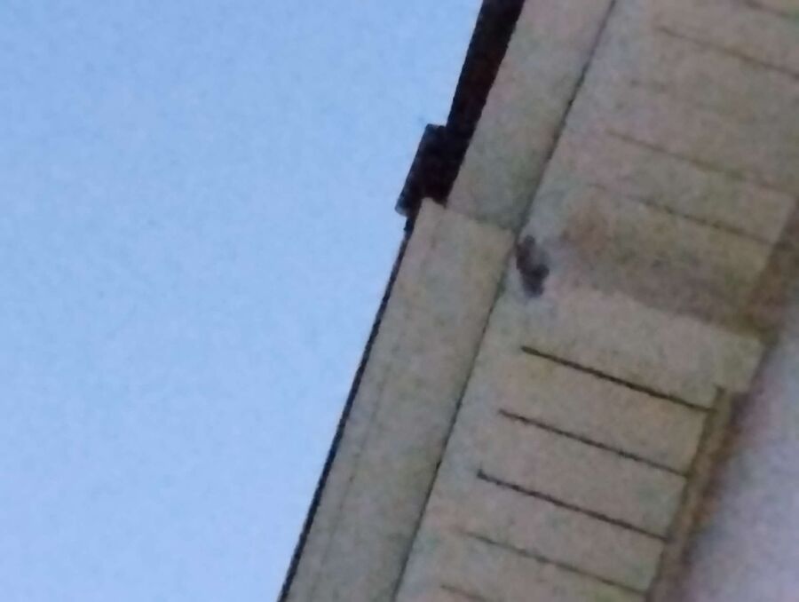 ruche abeille maison que faire