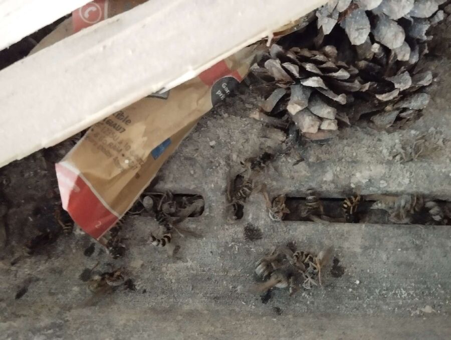 enlever un nid d abeille