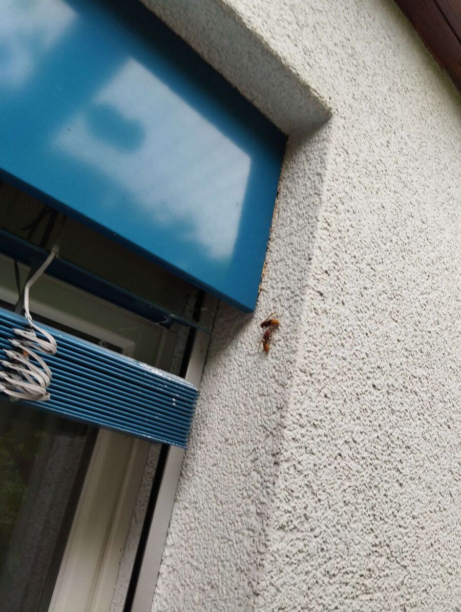 ruche abeille maison que faire