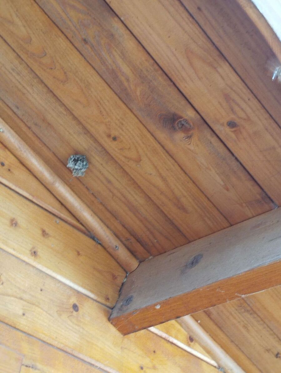 essaim d abeille enlevement