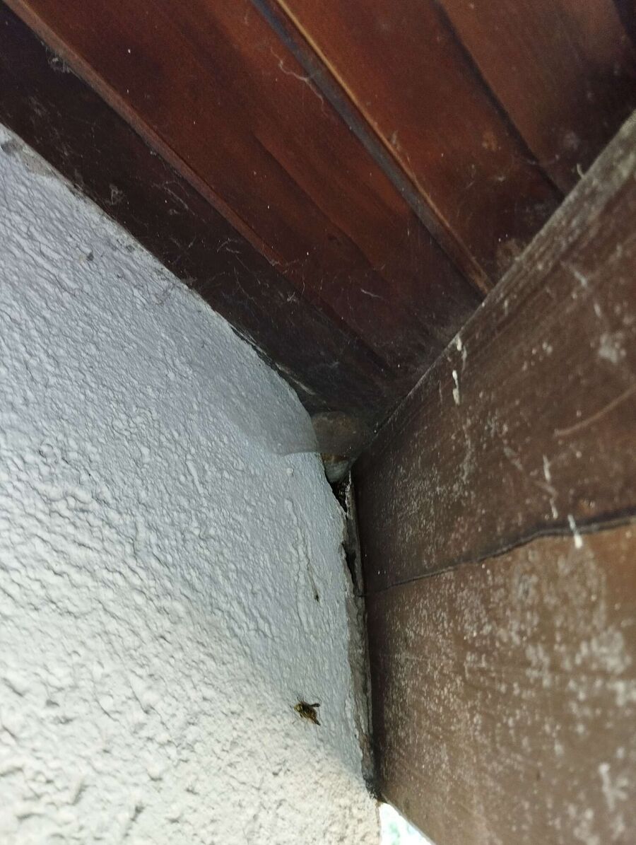 enlever un nid d abeille