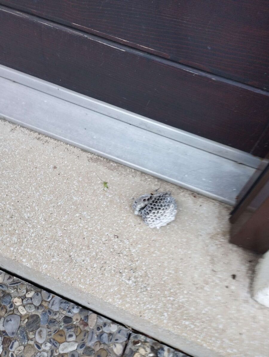 nid d abeille que faire