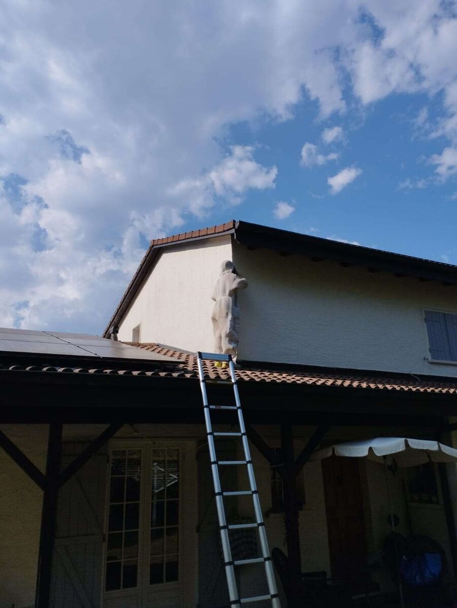 ruche abeille maison que faire