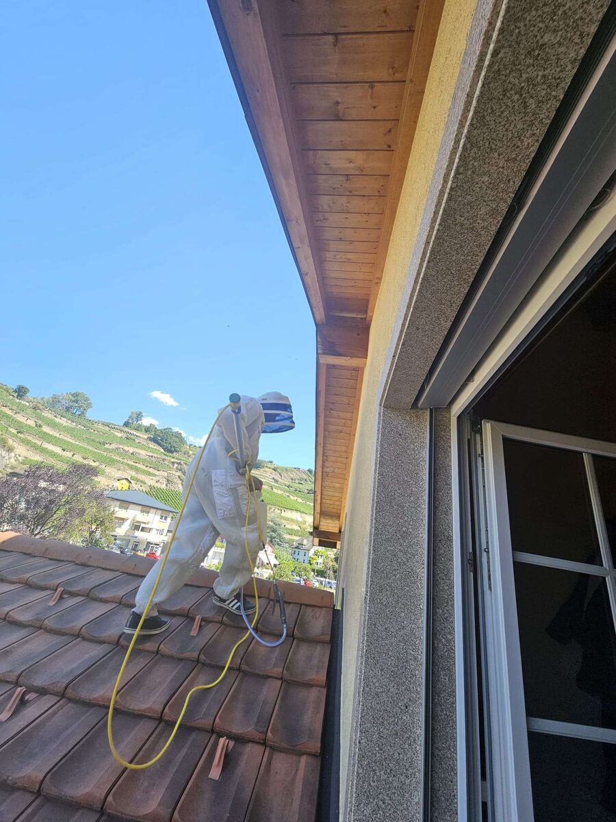 essaim d abeille enlevement