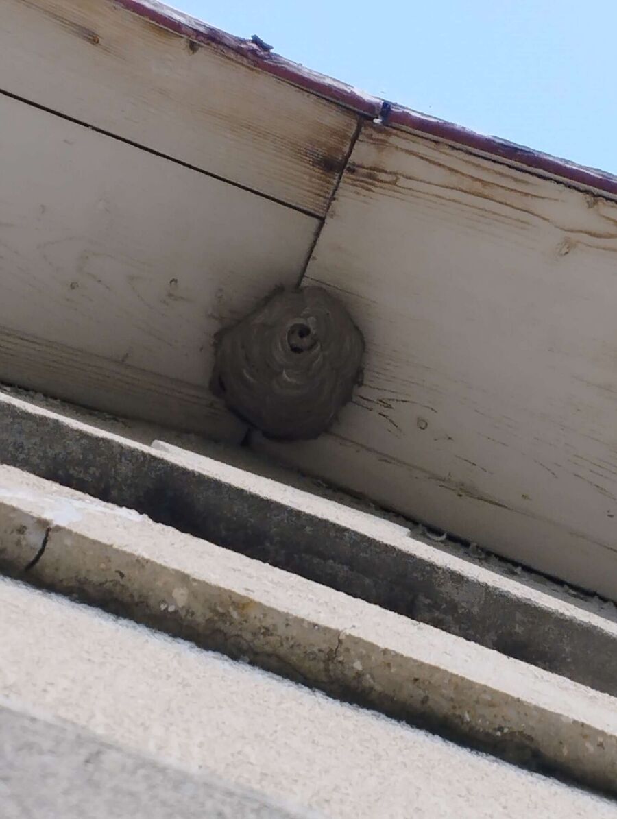 nid d abeille que faire