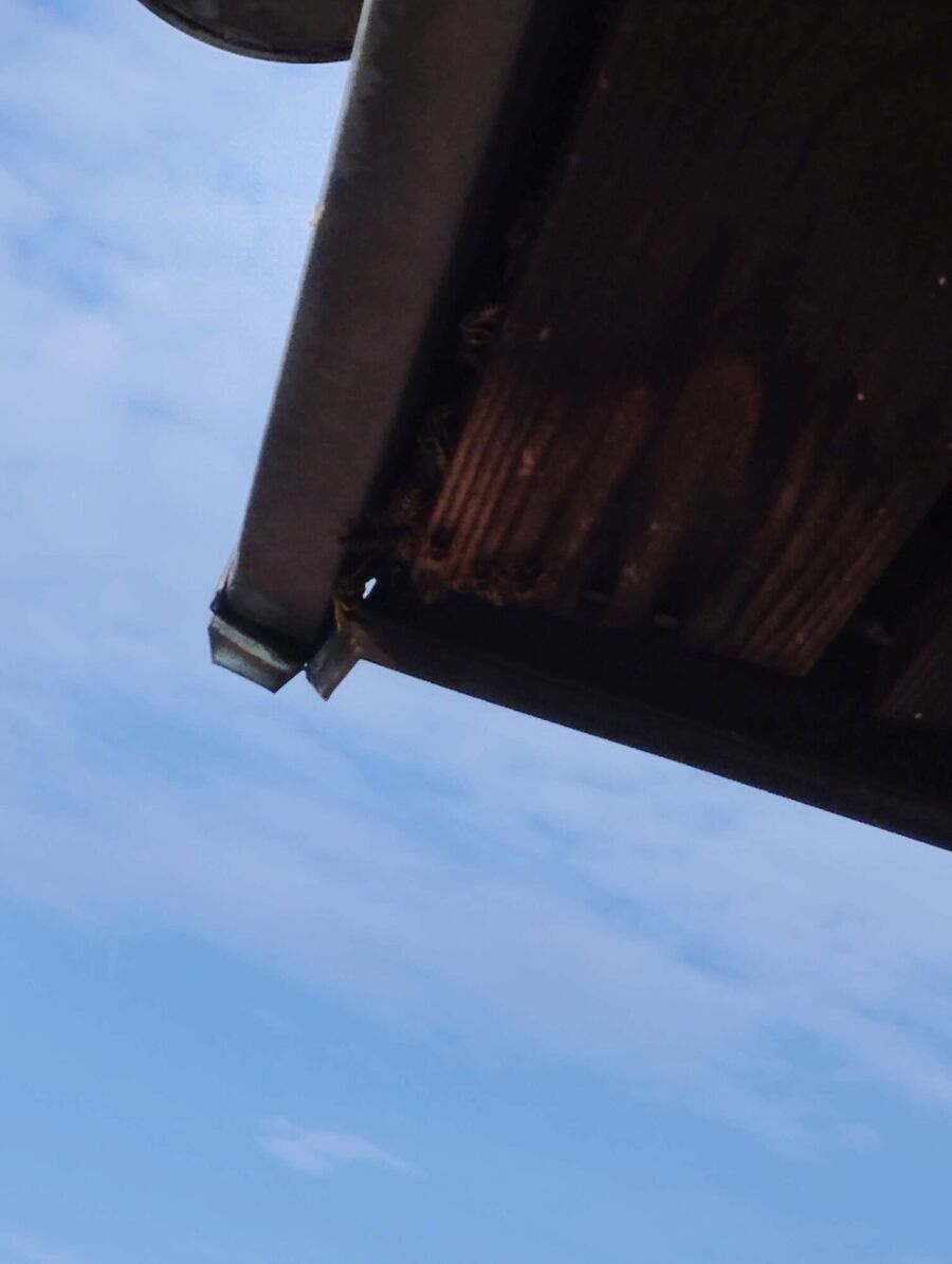 ruche abeille maison que faire