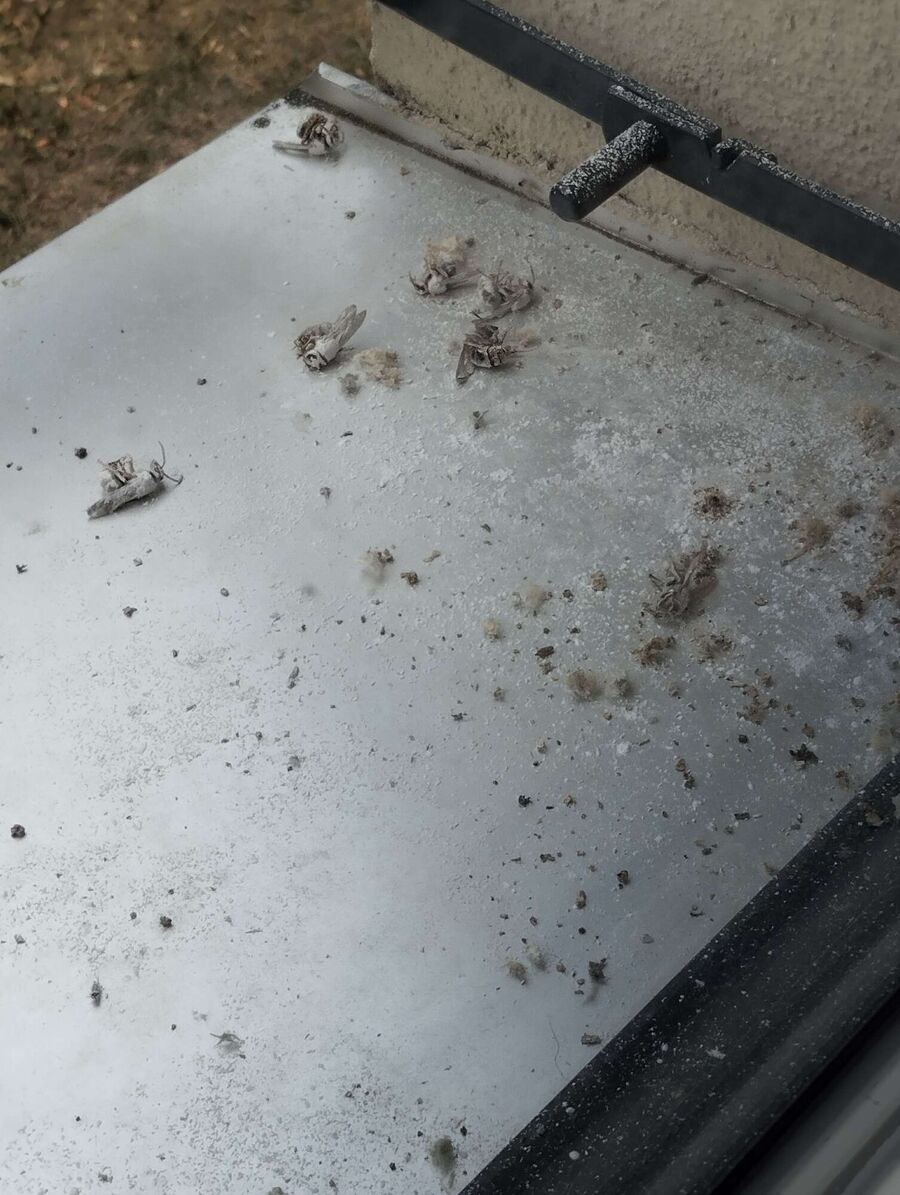 ruche abeille maison que faire