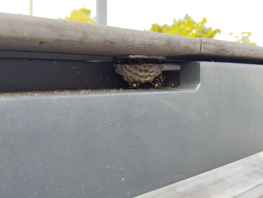 nid d abeille que faire