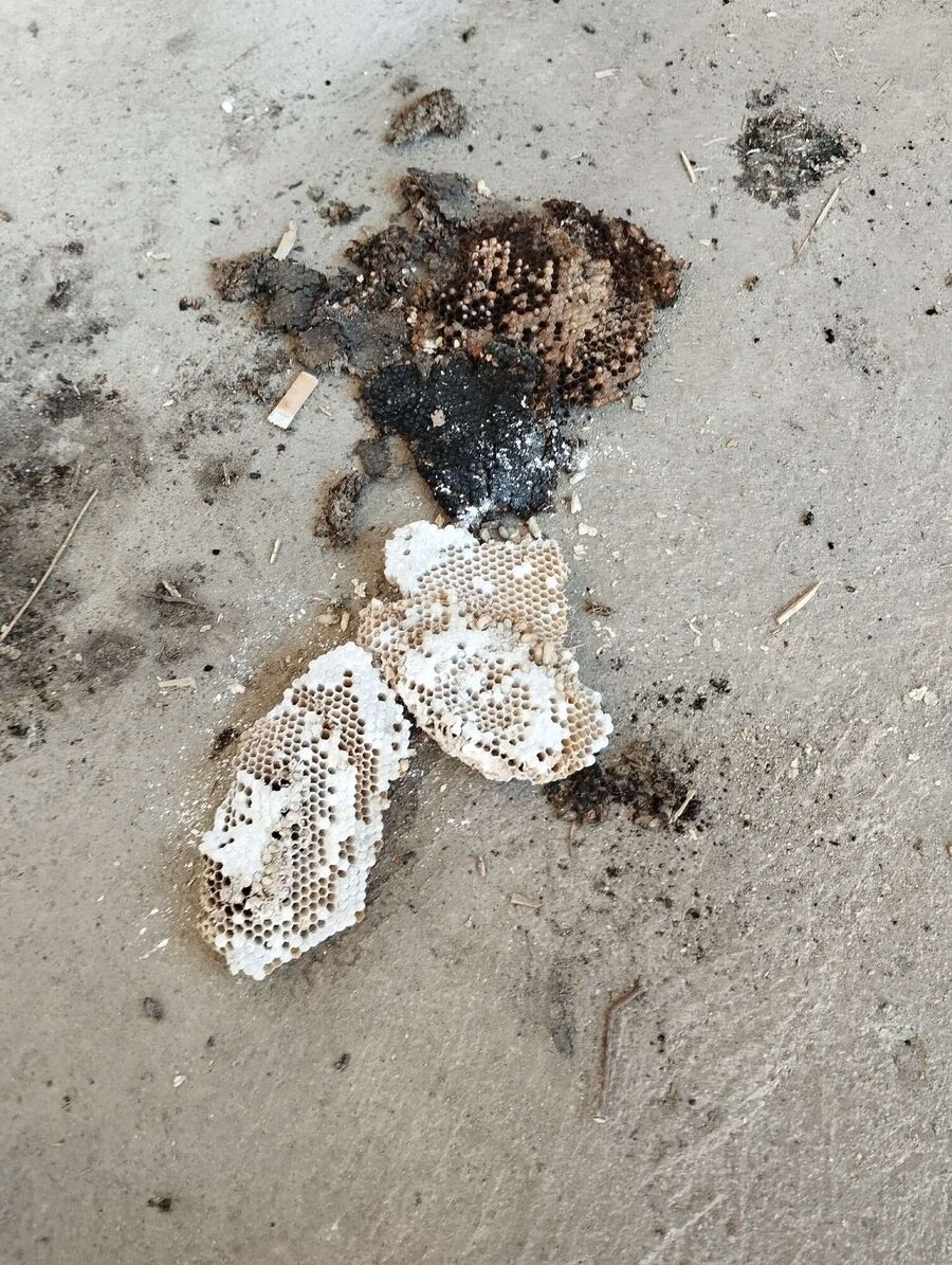 ruche abeille maison que faire