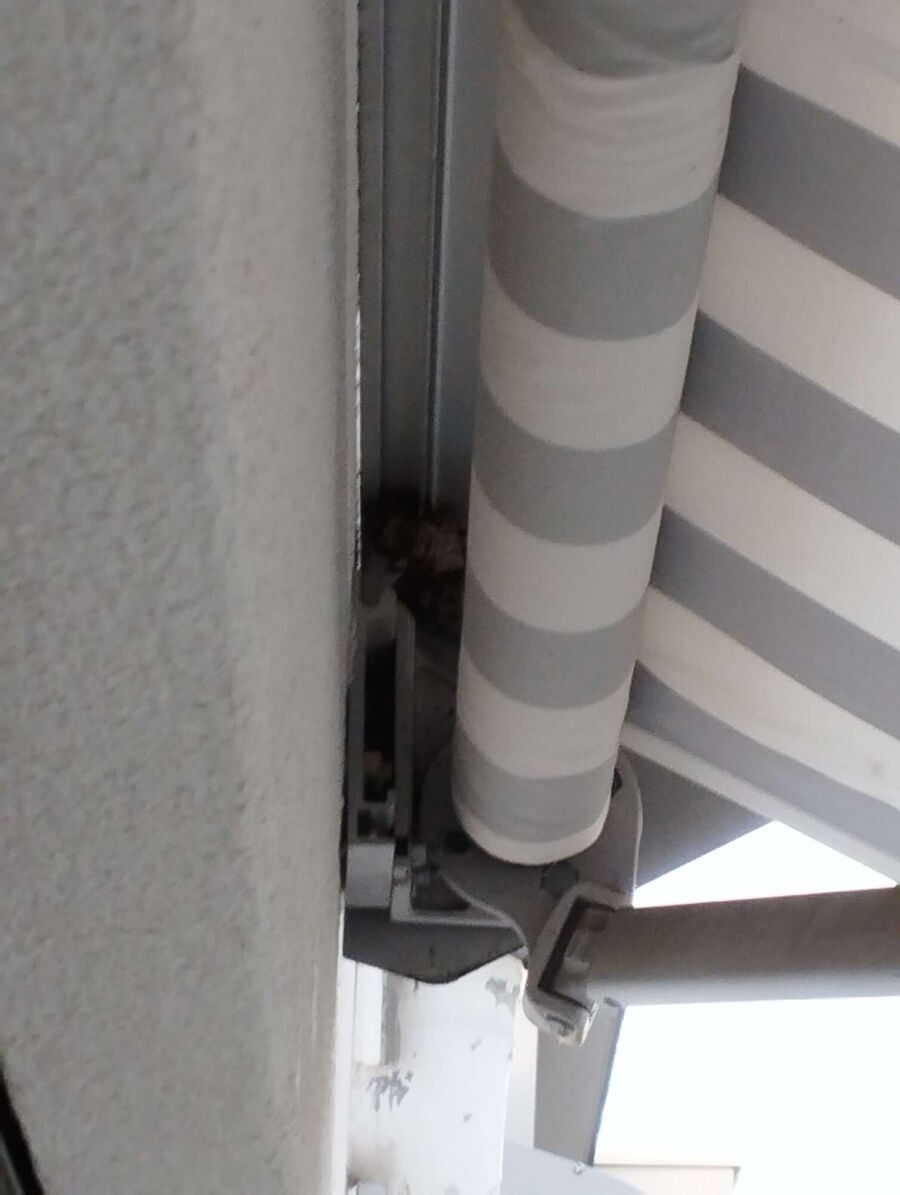 essaim d abeille enlevement