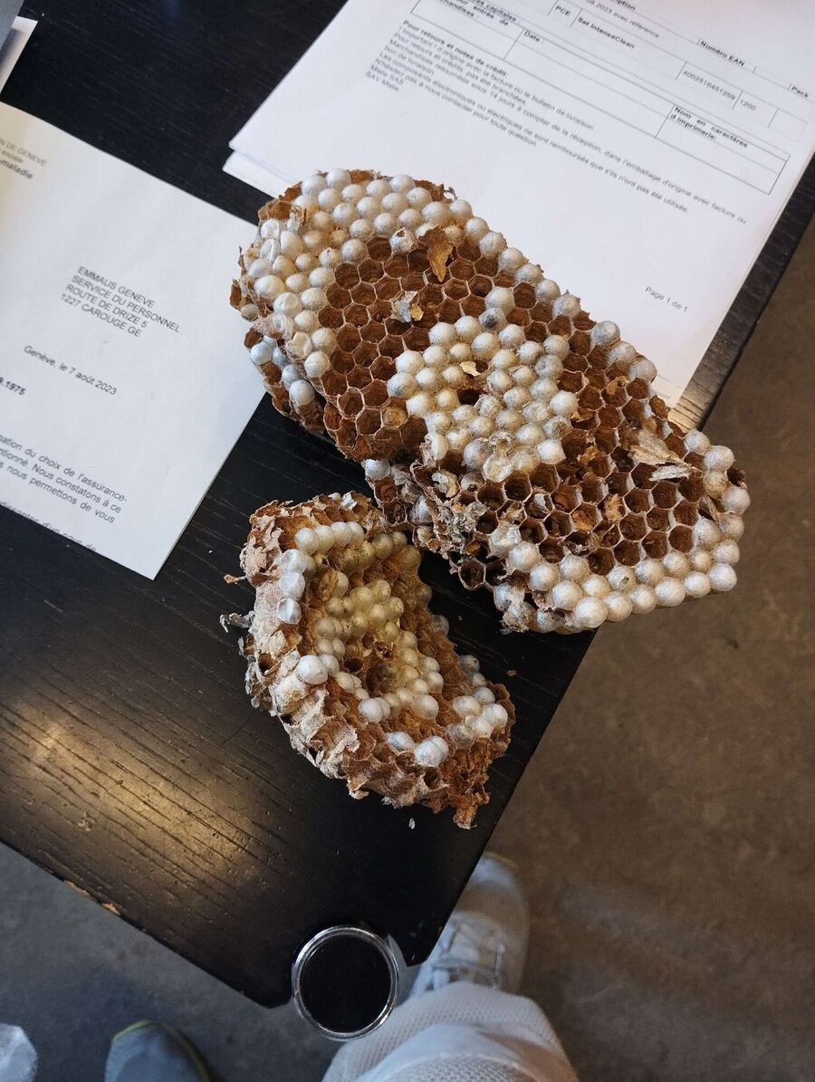 nid d abeille que faire