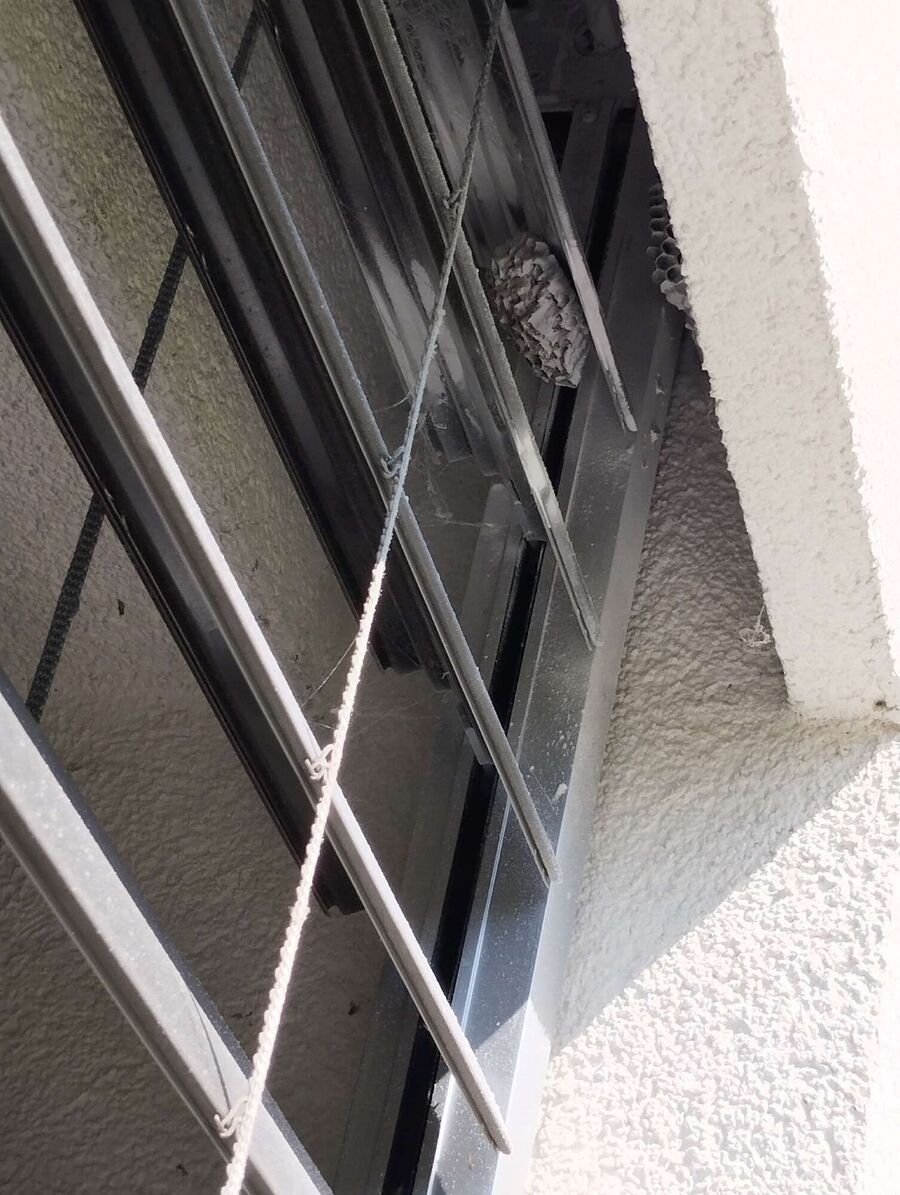 ruche abeille maison que faire