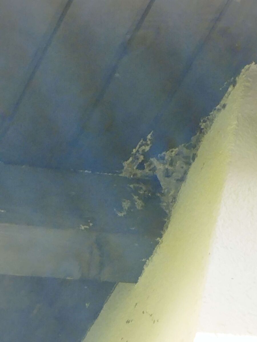 essaim d abeille enlevement