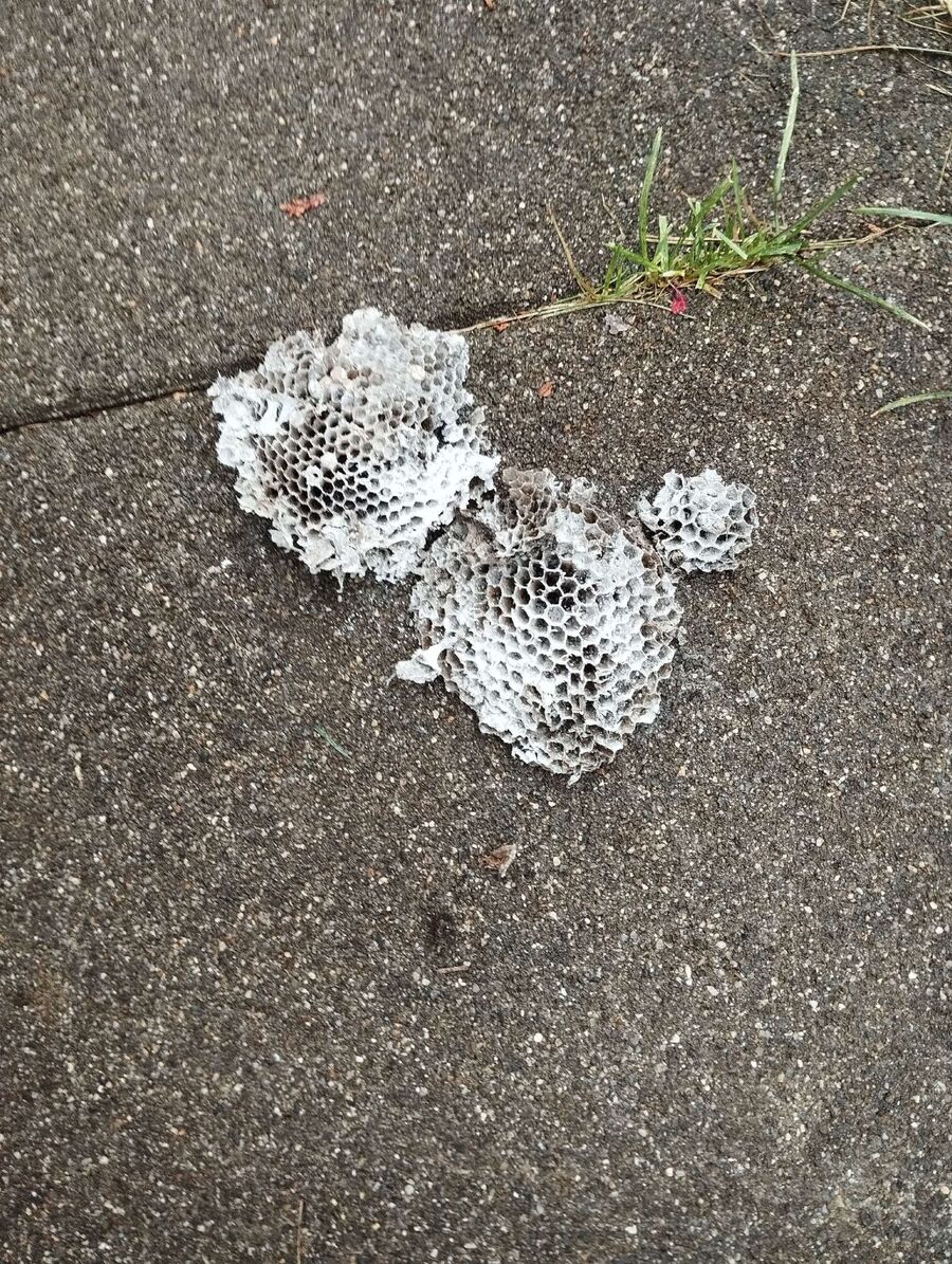 essaim d abeille enlevement