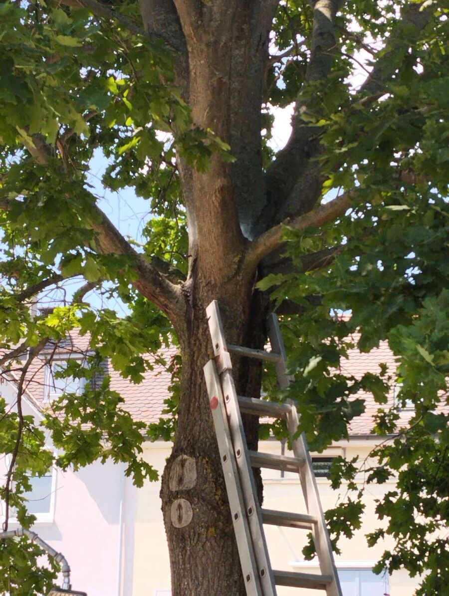 essaim d abeille enlevement