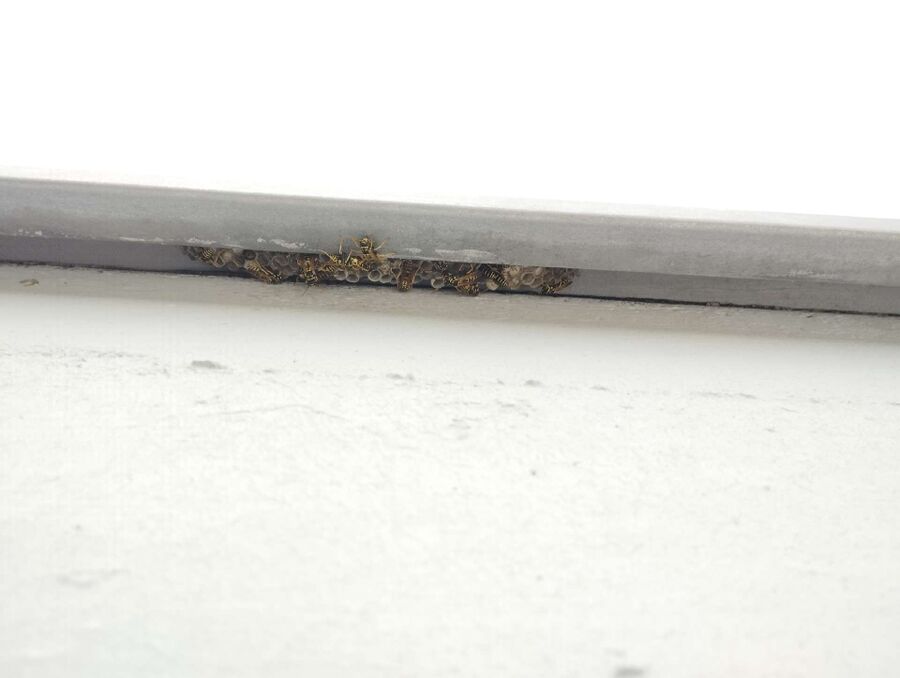 enlever un nid d abeille