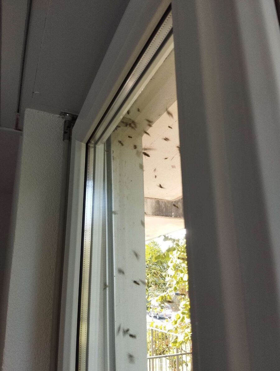 essaim d abeille enlevement