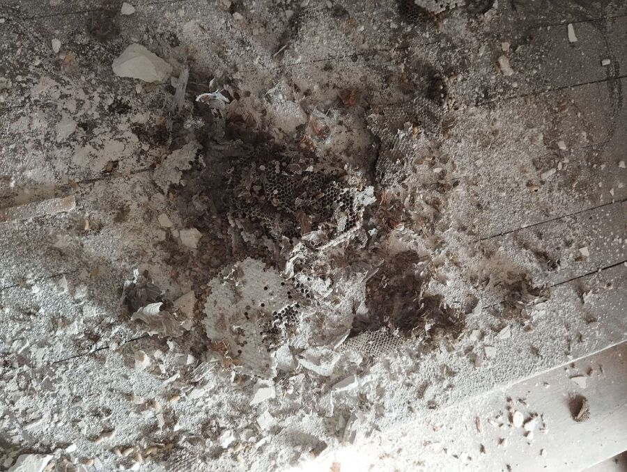 essaim d abeille enlevement