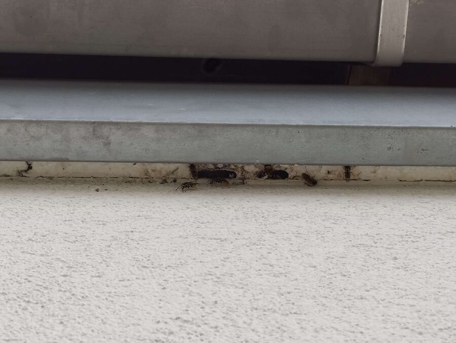 enlever un nid d abeille