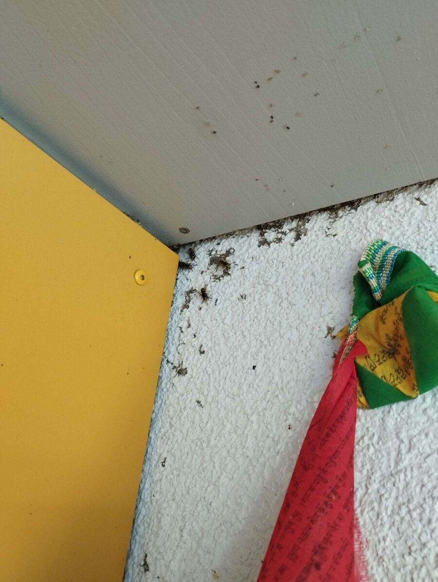 nid d abeille que faire