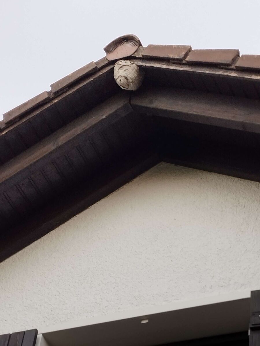 ruche abeille maison que faire