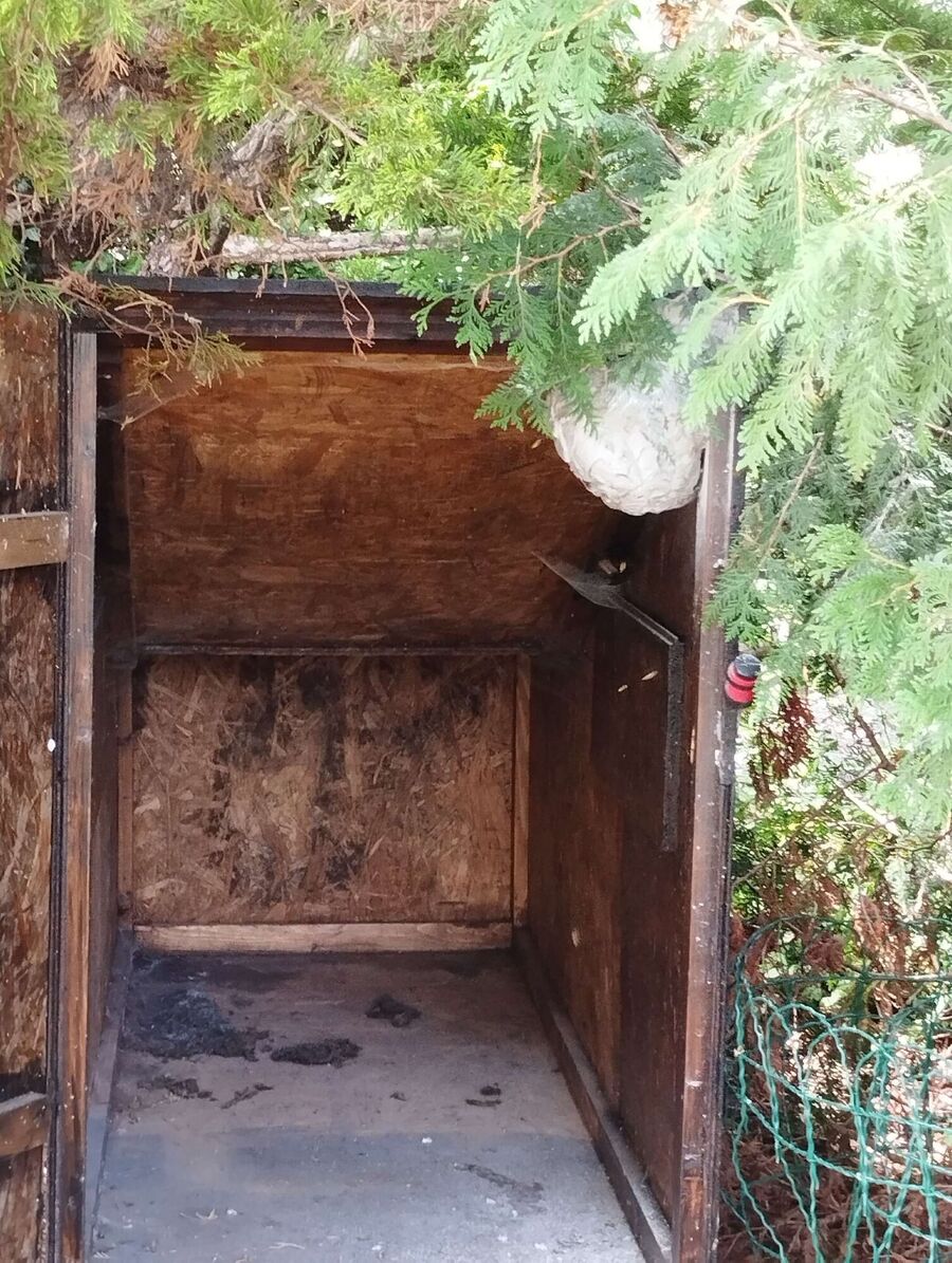 essaim d abeille enlevement