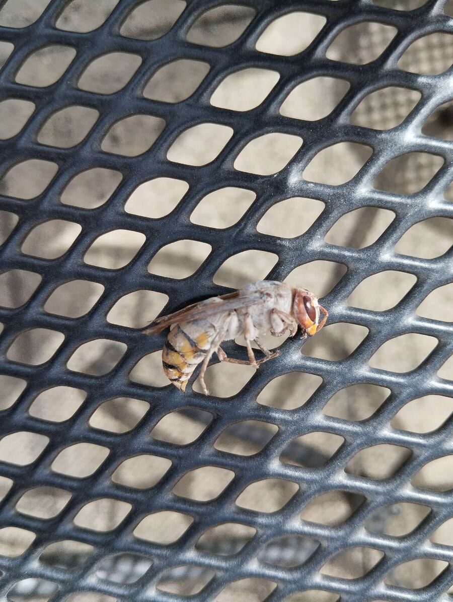 enlever un nid d abeille