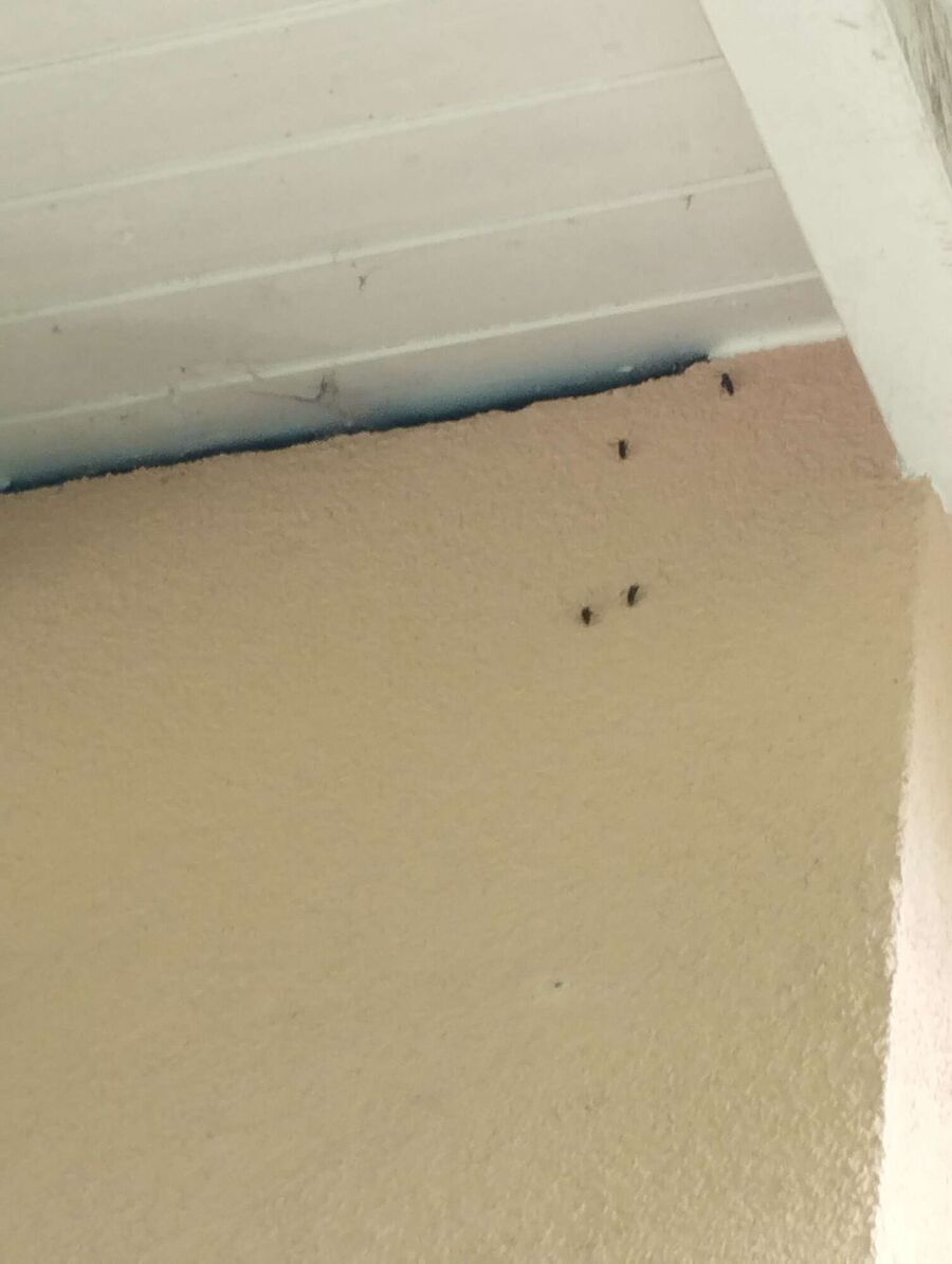 ruche abeille maison que faire