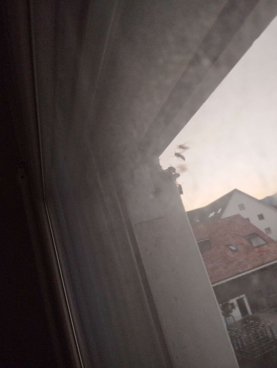 ruche abeille maison que faire