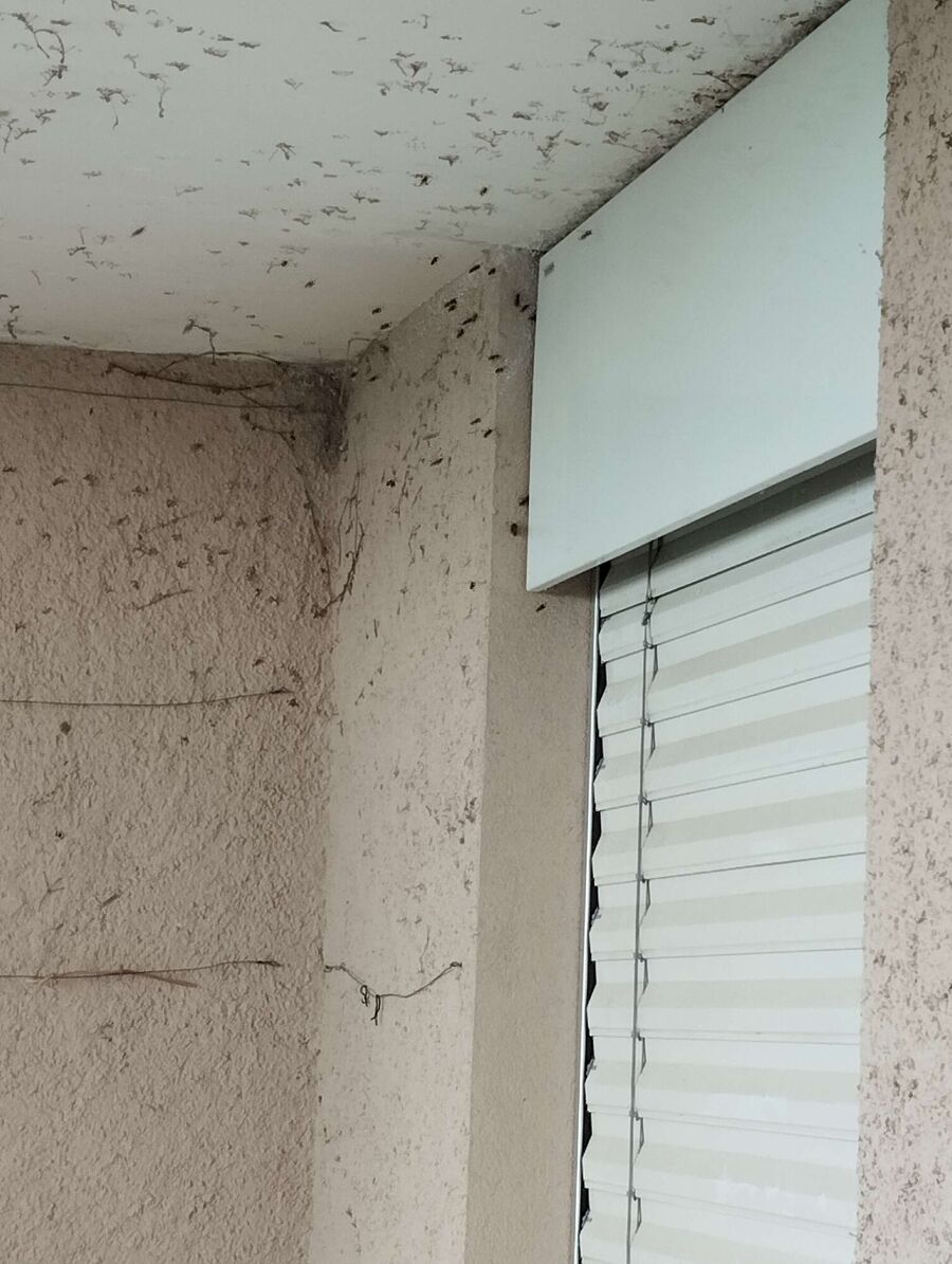 enlever un nid d abeille