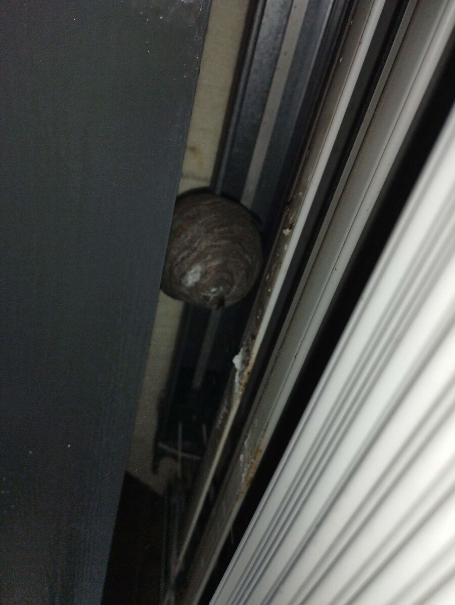 nid d abeille que faire