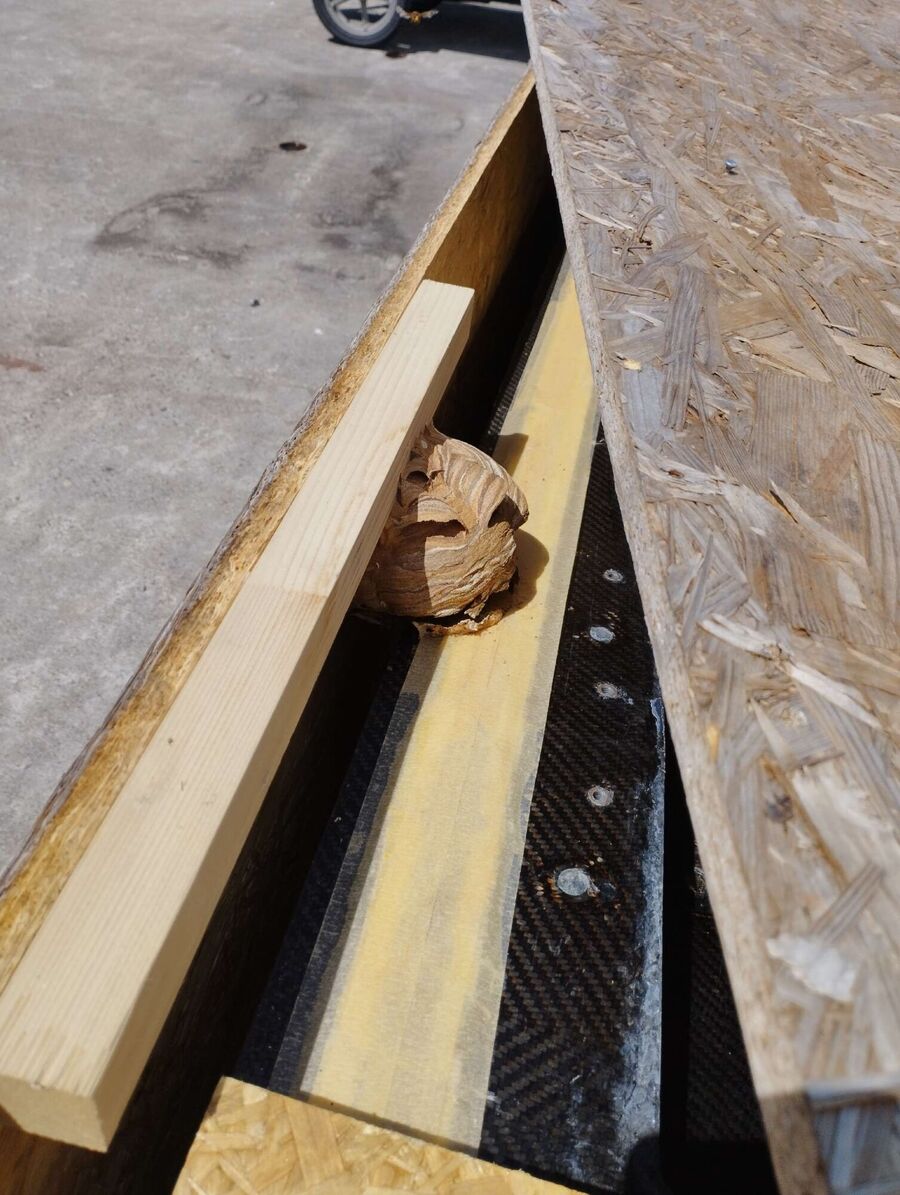 essaim d abeille enlevement