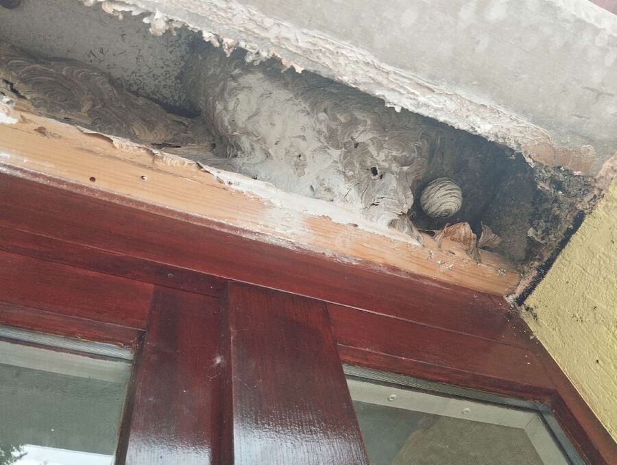 nid d abeille que faire