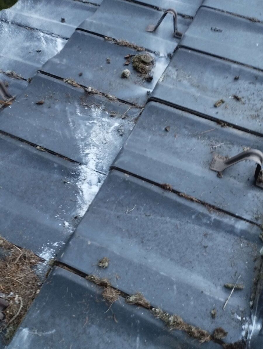 ruche abeille maison que faire