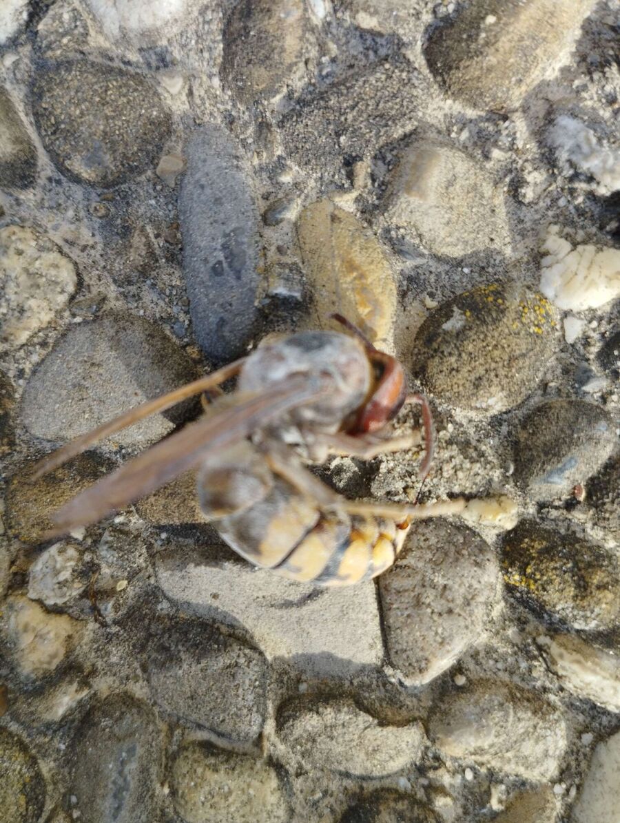 essaim d abeille enlevement