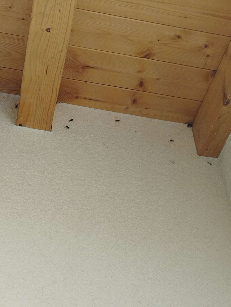 enlever un nid d abeille