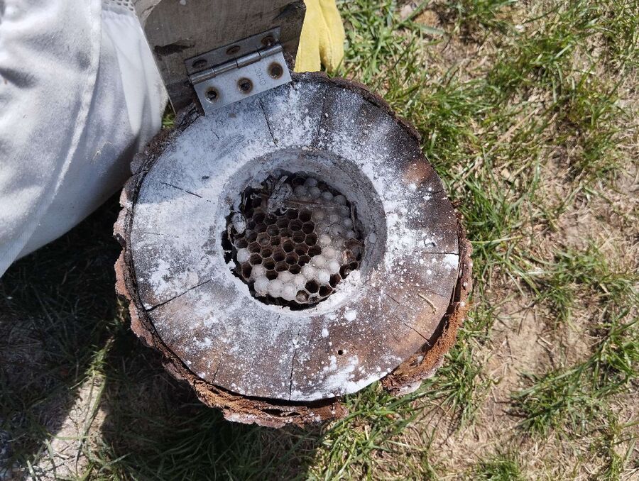 nid d abeille que faire