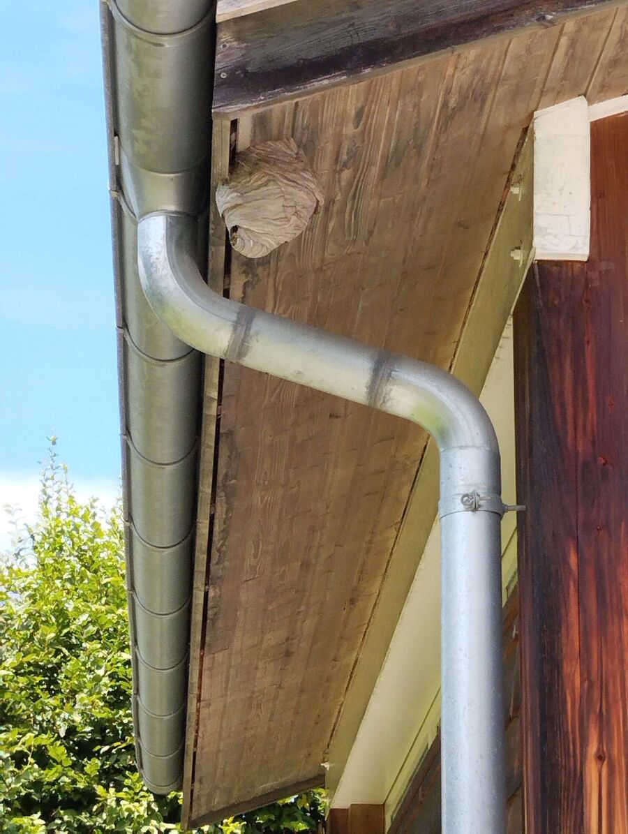 ruche abeille maison que faire